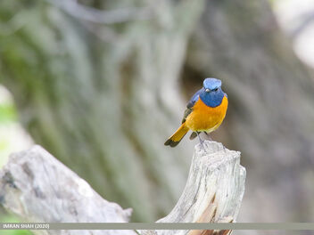 Blue-fronted Redstart (Phoenicurus frontalis) - Free image #475287