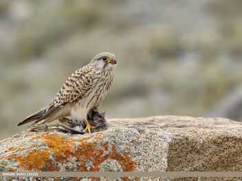 Common Kestrel (Falco tinnunculus) - image gratuit #475307 