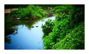 vegetation on the river - image #475337 gratis