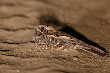 An Indian Nightjar dazzled by the car lights - Free image #476017
