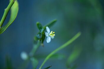 Desert Lime Flower - image gratuit #476237 