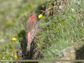 Red-fronted Rosefinch (Carpodacus puniceus) - image gratuit #476247 