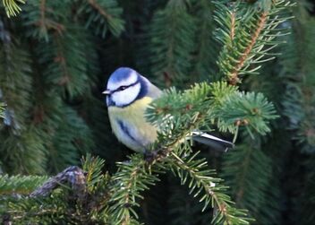 Blue tit on the branch - Free image #476267