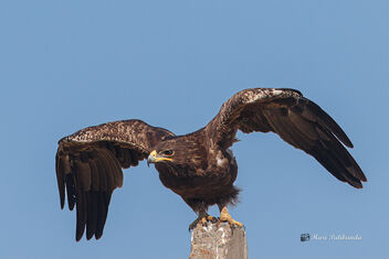 A Greater Spotted Eagle taking flight for a hunt - image #476287 gratis