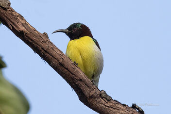 A Purple Rumped Sunbird in Mating plumage - Free image #476537