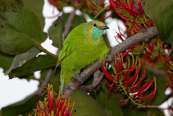 A Female Jerdon's Leafbird checking flowers for nectar - Free image #476627