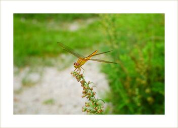 Golden dragonfly - image #476647 gratis