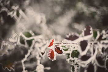 Red and frozen - image #476657 gratis
