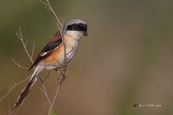 A Bay Backed Shrike ready for a fight with Long tailed Shrike - Kostenloses image #476847