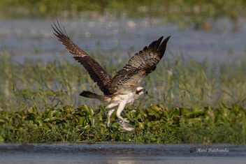 A rare sighting of Osprey in Action in the city - Free image #477147