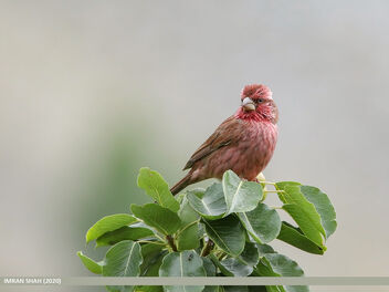 Red-Mantled Rosefinch (Carpodacus rhodochlamys) - Kostenloses image #477407
