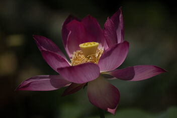 Lotus - Kostenloses image #477637