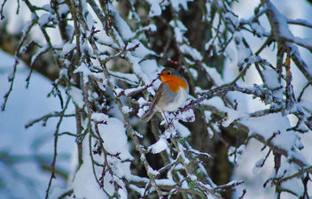 snow robin - Free image #477677