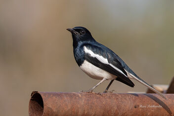 An Oriental Magpie Robin - Ready for the day - image #477847 gratis
