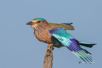 An Indian Roller Landing on a much vaunted Perch - Free image #477897