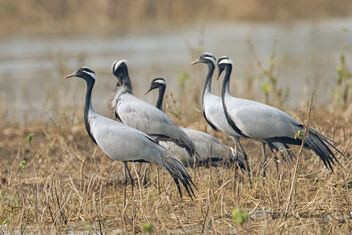 The Beautiful Demoiselle Cranes resting in a field - бесплатный image #478097