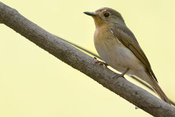 A Rare Female Blue Throated flycatcher - Kostenloses image #478127