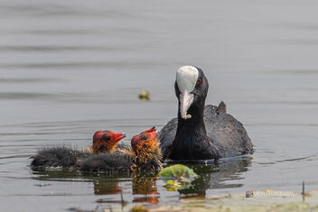 A Eurasian Coot Feeding the Chicks - Free image #478397