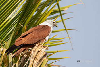 A Brahminy Kite waiting to strike a prey - бесплатный image #478557