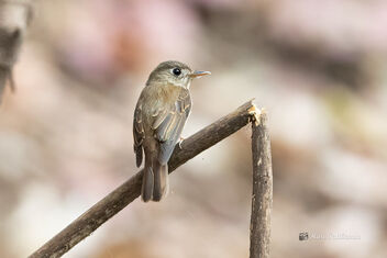 A Curious Brown Breasted Flycatcher - image #478587 gratis