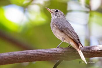 A Rusty Tailed Flycatcher foraging on the tree bark - image #478697 gratis