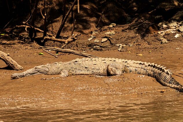 American Crocodile, Mx - Kostenloses image #478797