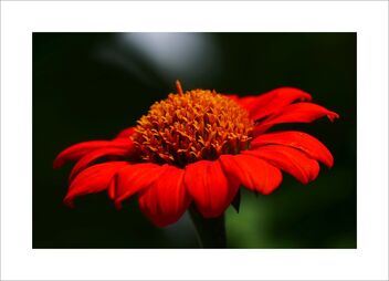 Mexico sunflower - бесплатный image #478967