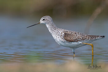 A Marsh Sandpiper in Action - Kostenloses image #478987