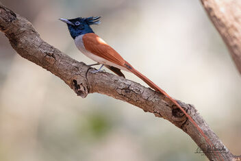 A Rufous Morphed Indian Paradise Flycatcher male - Kostenloses image #479167