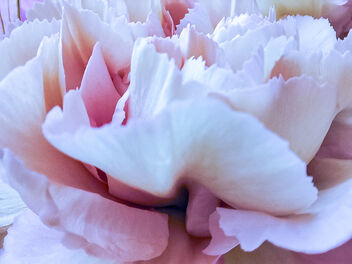 Mother's Day flowers - бесплатный image #479177