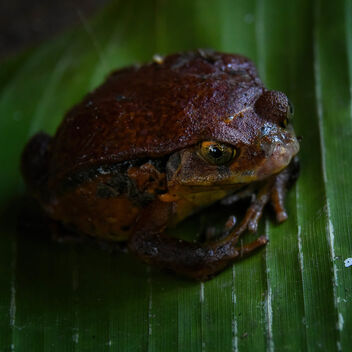 Very Small Frog - image #479237 gratis
