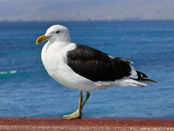 Black-backed gull New Zealand. - бесплатный image #479297