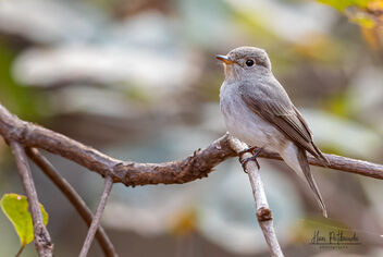 An Asian Brown Flycatcher on a beautiful perch - Free image #479367