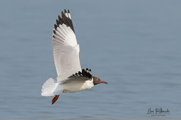 A Brown Headed Gull in Flight - Free image #479487