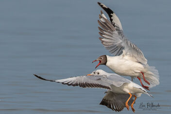 A Couple of Gulls trying to scare a Cormorant - image #479547 gratis