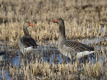 Greylag geese taking a rest - image #479557 gratis