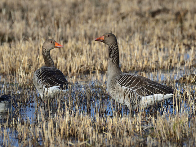 Greylag geese taking a rest - Free image #479557