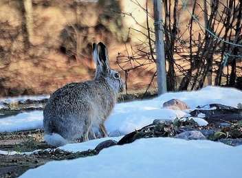 Brown Hare - Kostenloses image #479567