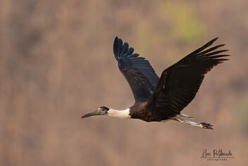 A Woolly necked Stork in Flight - Kostenloses image #479607