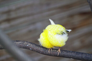 Ball of furry - yellow canary - Free image #479637