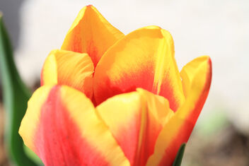 Tulip - Free image #479797