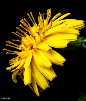Flor amarilla - image #479837 gratis