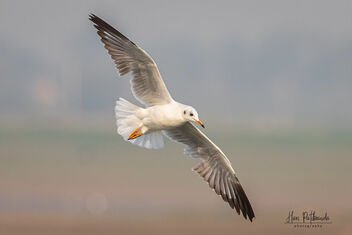 A Brown Headed Gull (Non-Breeding Plumage) in Flight - image #479907 gratis
