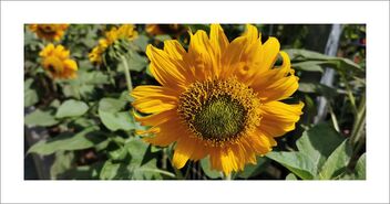 Sunflower - Free image #479967