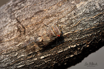 A Cicada humming on the tree trunk annoying birds around - image gratuit #480017 