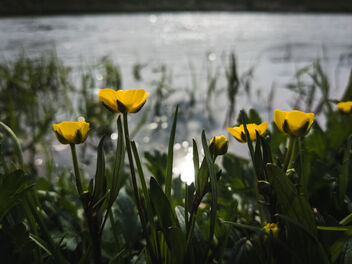 Close-up of flowers with yellow petals with a river in the background - бесплатный image #480147