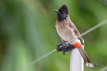 A Bored Red-Vented Bulbul in the evening - image #480357 gratis