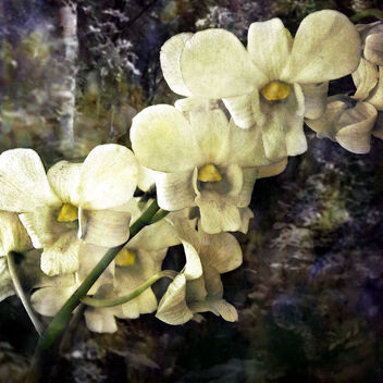 Painted Orchid - image gratuit #480407 