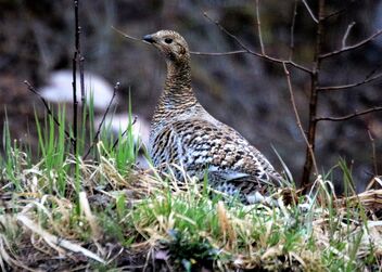 Capercaillie, female - Free image #480417
