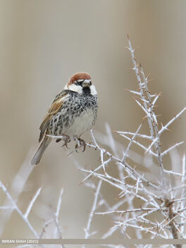 Spanish Sparrow (Passer hispaniolensis) - image gratuit #480437 